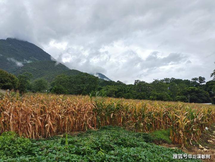 “得到面包的同时也得到了和平”博洛格是如何帮助世界战胜饥饿(图5)